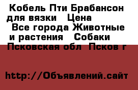 Кобель Пти Брабансон для вязки › Цена ­ 30 000 - Все города Животные и растения » Собаки   . Псковская обл.,Псков г.